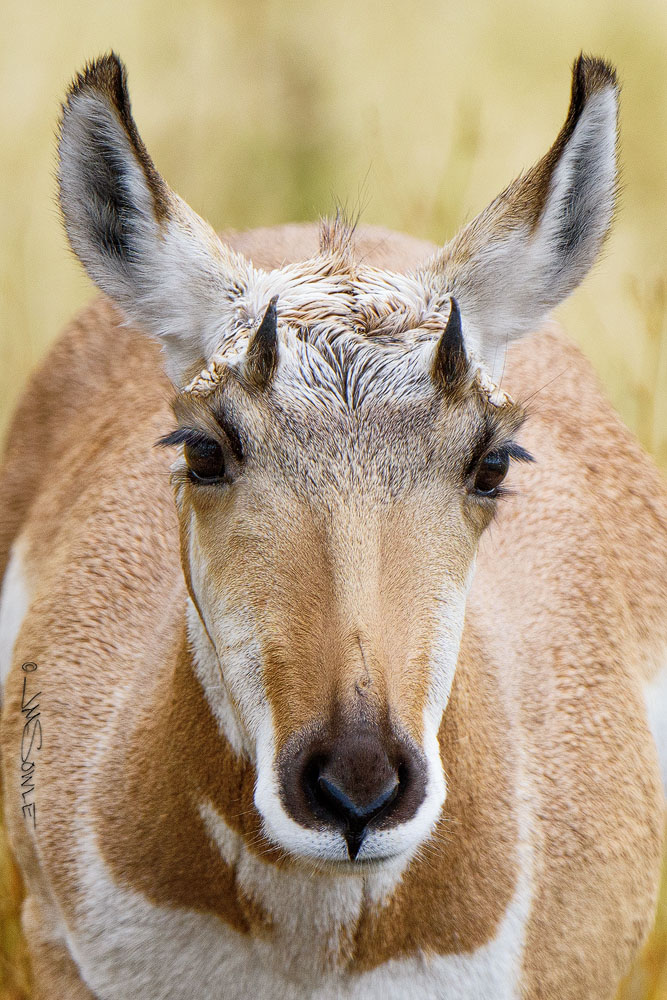_JMS0465RC.jpg - A female Pronghorn Antelope. Lamar Valley, Yellowstone NP.
