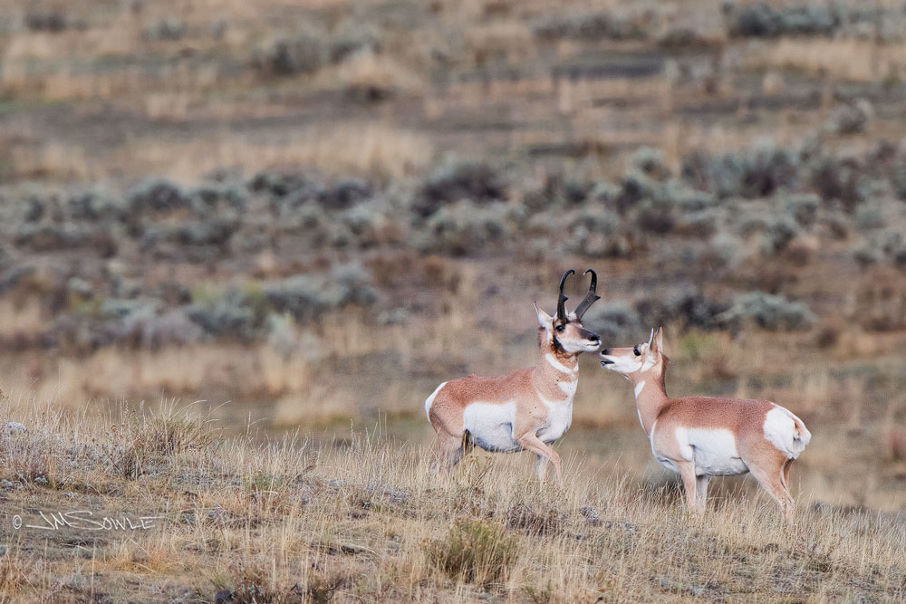 _JMS0931W.jpg - This tender moment is a good illustration of male and female Pronghorn Antelope.  The male has obviously more prominent horns and also has a dark patch of fur at the mandible.  Apparently, it is easy to smell the difference because of the noisome male scent glands -- but we never got close enough.
