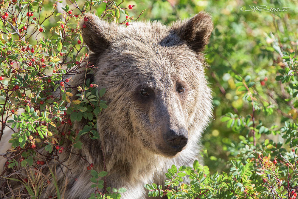 _JMS1419.jpg - A Grizzly Bear filling the frame of my 500 along the North Fork Highway (outside the East Entrance of Yellowstone).