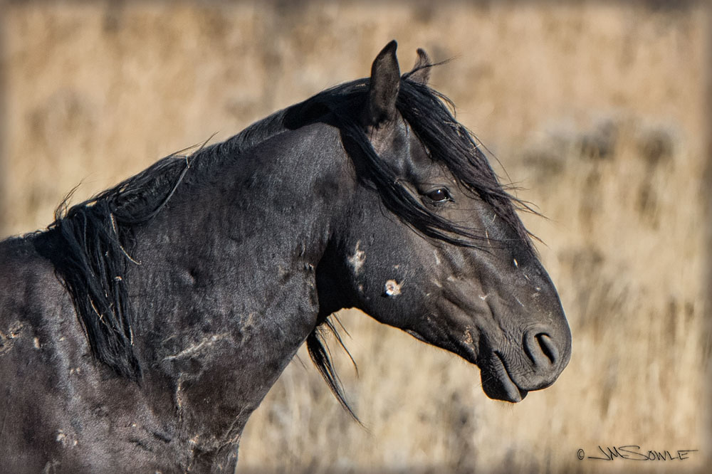 _JMS1474.jpg - A tattered old stallion at the McCullough Peaks Wild Horse Herd Management Area.  Cody, Wyoming.