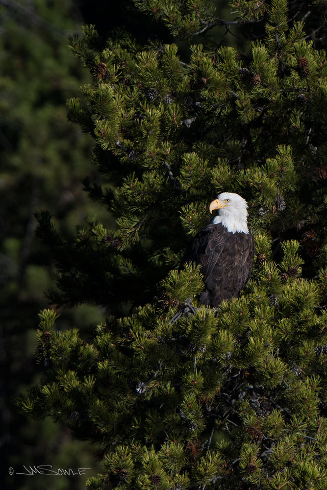 _JMS1944.jpg - Bald Eagle along the river in the Hayden Valley.