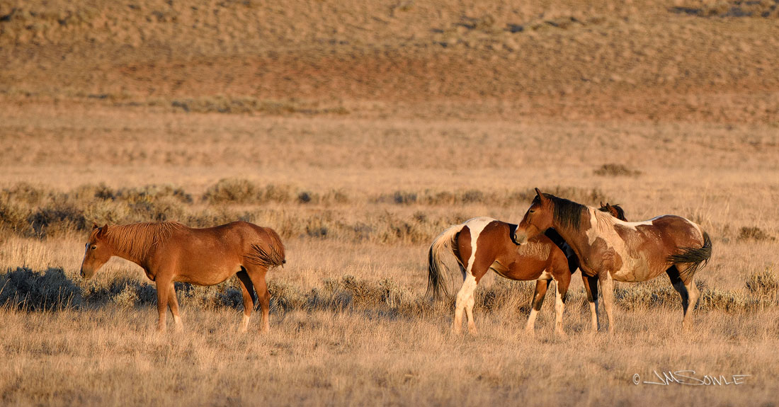 _JMS2242.jpg - We slowly moved a little closer to the herd as the sunset shadow line rapidly approached the horses.