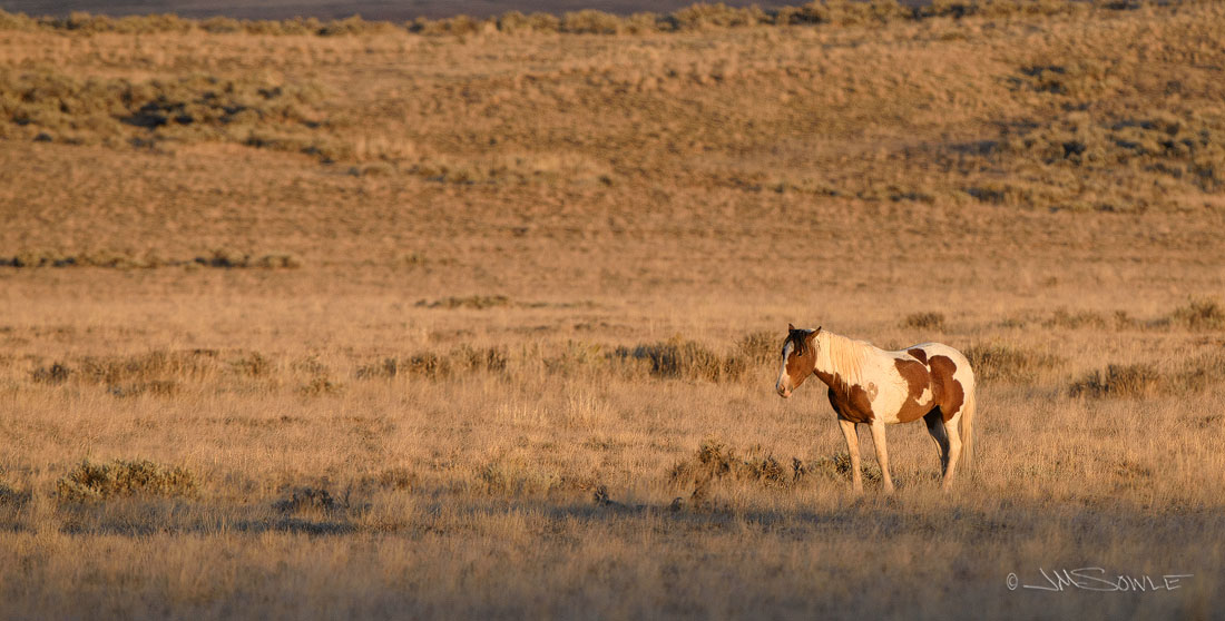 _JMS2259.jpg - One last image before the shadows overtook the horses.  Fortunately there was still enough light to walk the quarter-mile back to the car through the cactus and gopher-hole ridden tundra.