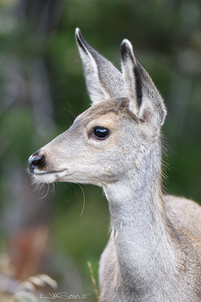 _JMS2410.jpg - A young Mule Deer we saw along the Jenny Lake Loop.  Grand Teton NP.
