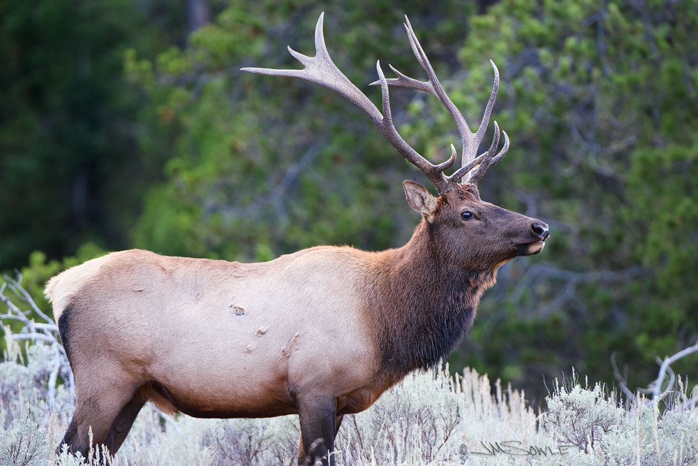 _JMS2476LG.jpg - A bull Elk in the cool light well after sunset.  He was taking his time grazing in the field as we shot away.  Jenny Lake Loop, Grand Teton NP.