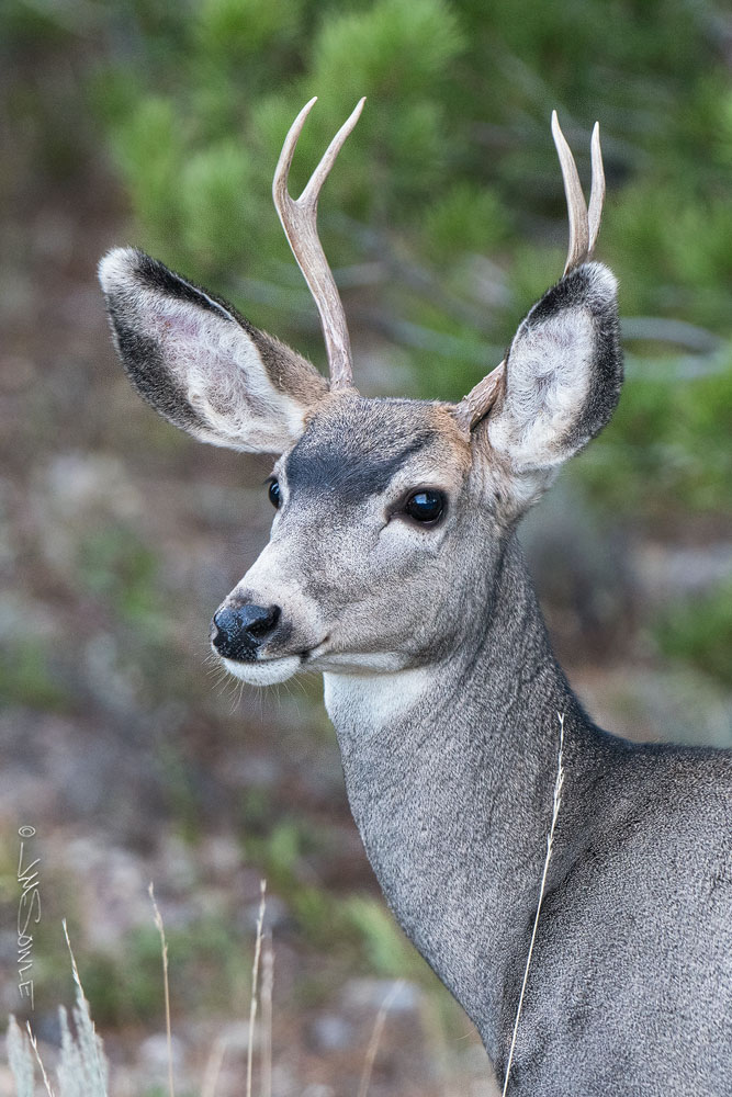 _JMS2637.jpg - We were heading back to car after shooting the bull Elk when we spotted this Mule Deer buck.
