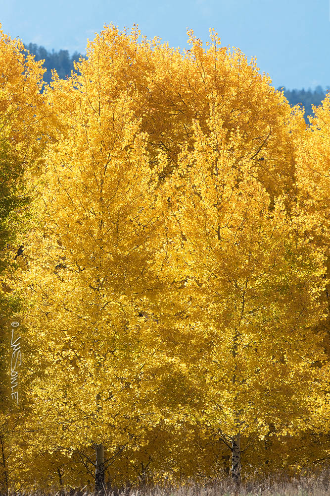 _JMS2810_1SK.jpg - We were taking scenic shots of this big stand of back-lit Aspens when I got the crazy idea to take a few shots with the big lens.  The sun on the back of the trees was so strong that the yellow leaves are practically glowing.  It's a beautiful sight.