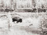 2015_09_13_Yellowstone-10075-Edit1000