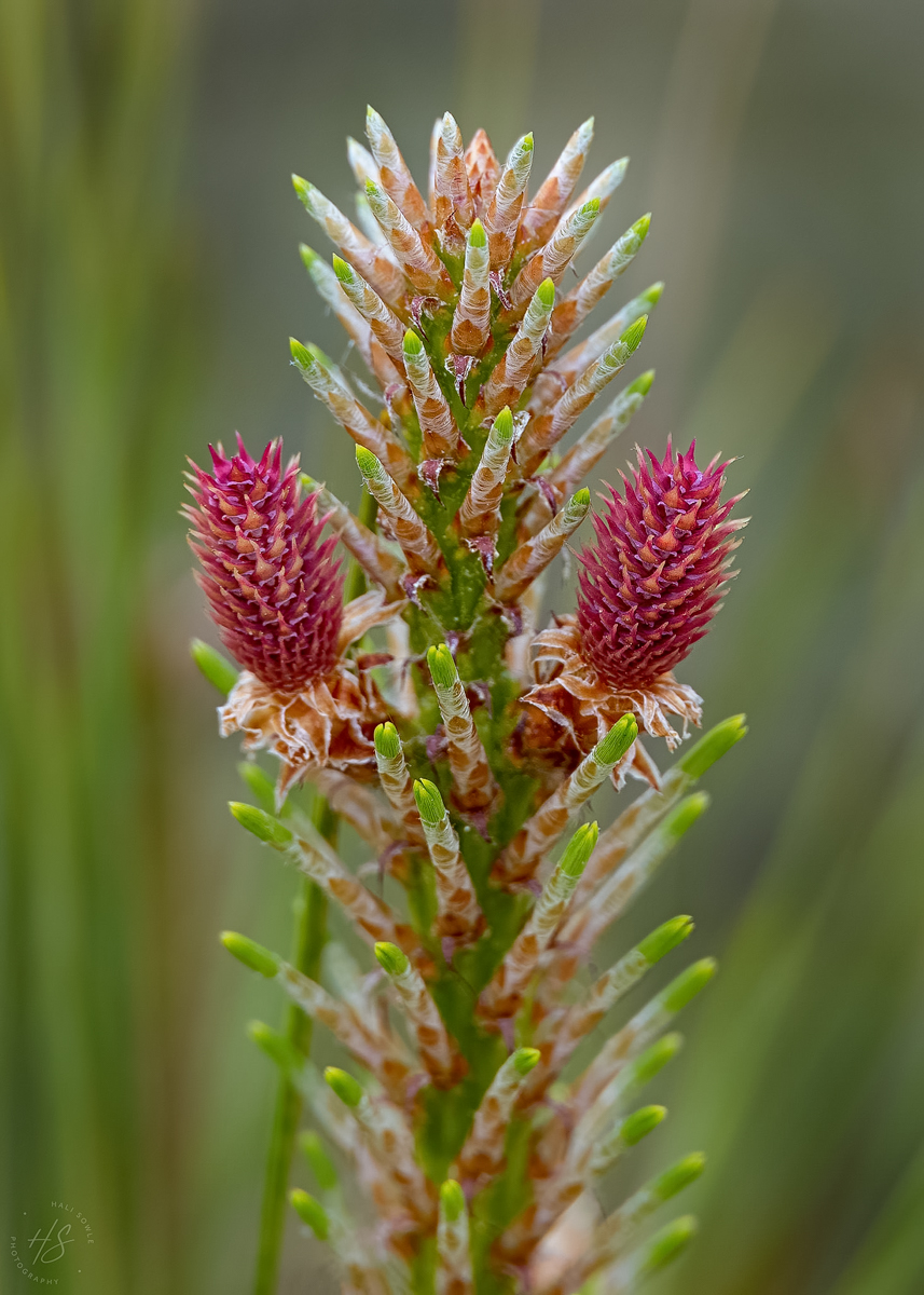 2021_05_Assateague-10039-Edit2048.jpg - Scots Pine Flower, found near the beach on Assateauge.