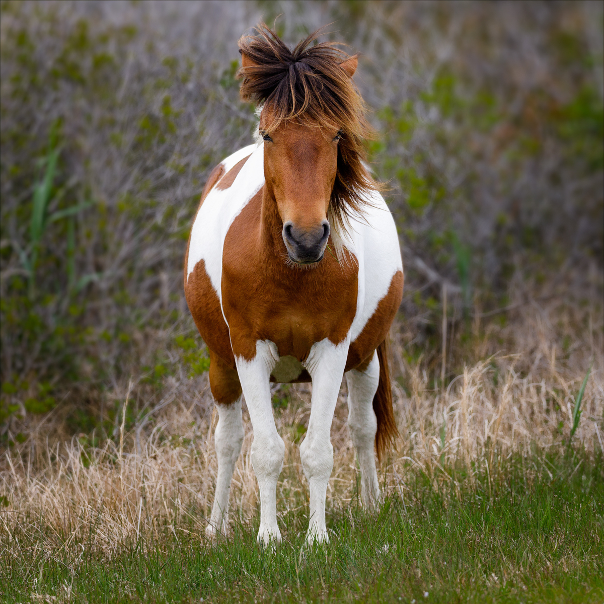 2021_05_Assateague-10416-Edit2048.jpg - That first day we saw this very pregnant mare.  The National Park Service controls the population of the horses on the Maryland side of the island.  They use a vaccine to prevent pregnancy that is given to a certain number of mares each spring.  Without controlling the population the environment on the island would soon be destroyed as there are no natural predators for the horses.  According to the information from the NPS there are approximately 10 foals born every year, which helps keep the gene pool wide enough to prevent inbreeding and keep the population stable.