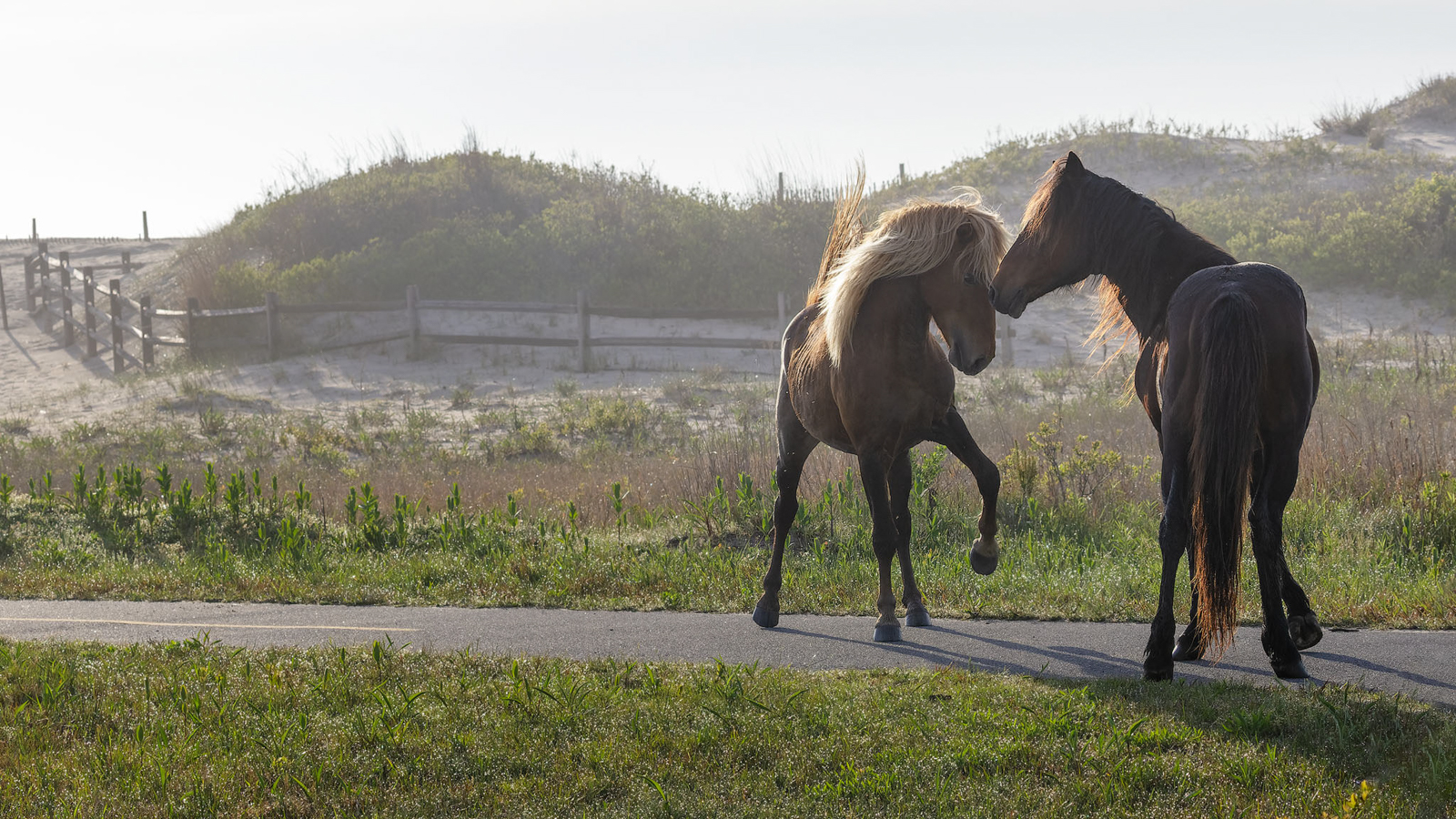 2021_05_Assateague-11727-CR3_DxO_DeepPRIME-Edit2048.jpg - As we watched the herd another stallion came by and seemed to challenge the older stallion.  There was quite a bit of hoof stomping and breath blowing and some rearing and striking, but eventually the youngster on the left moved off, trailing the herd for a while until we lost them as they wandered into the thickets.