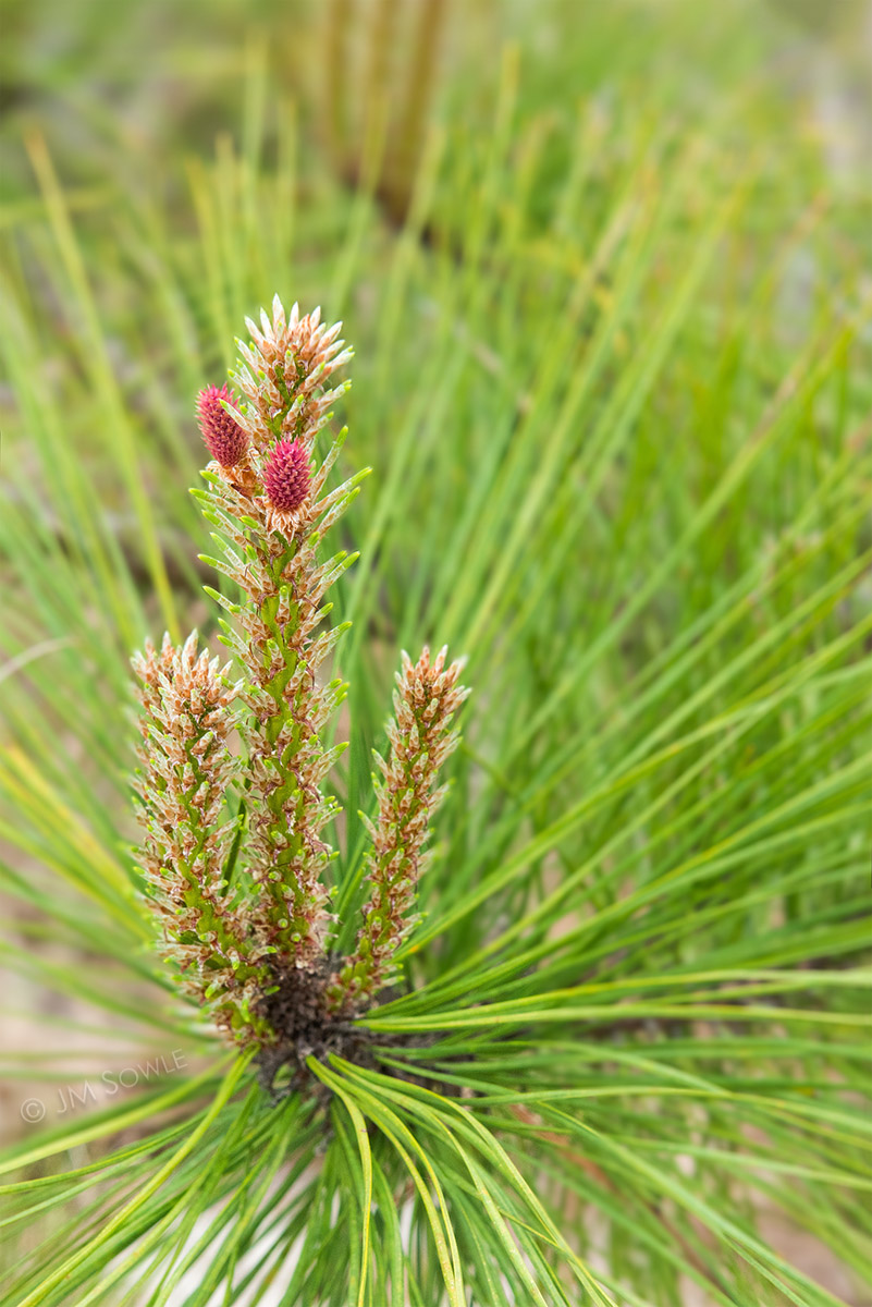 _JIM0026_1200.jpg - Our first hike in the area was a hot, sandy path with little to see except these cool pines (Scots pine, I believe).