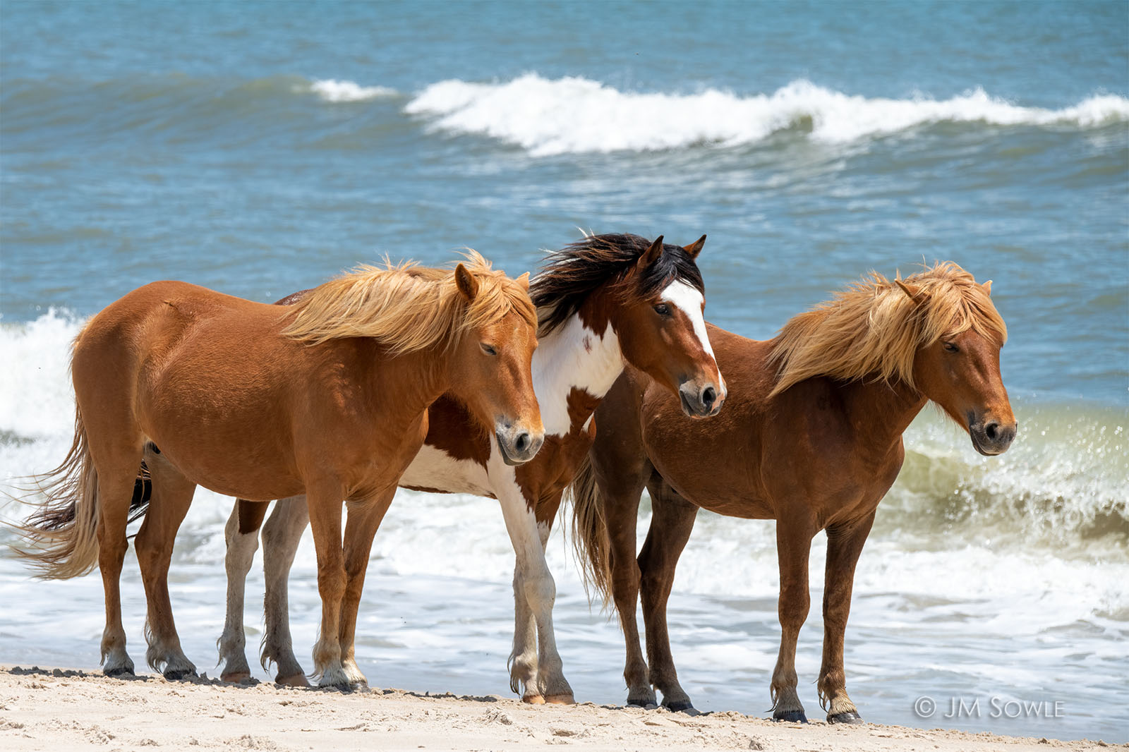_JMS1355_1600.jpg - Like seagulls, the horses often face into the wind.  Why not?  That would be my choice also!