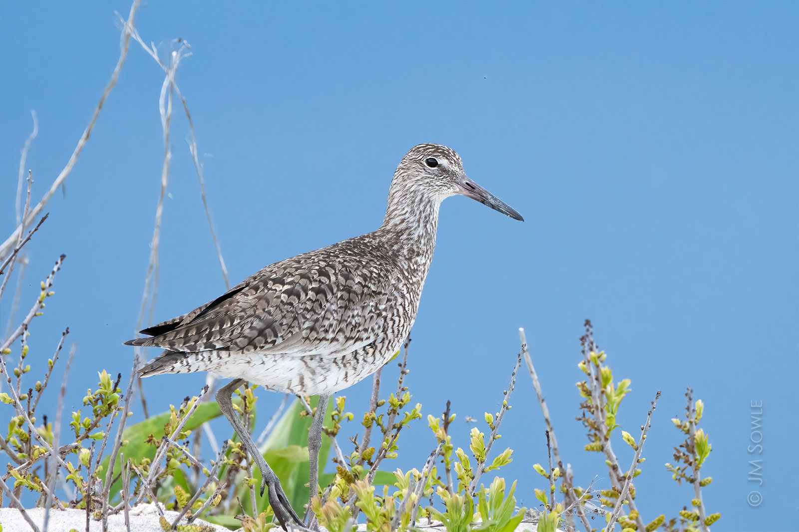 _JMS1465_1600.jpg - Willet on a sand dune