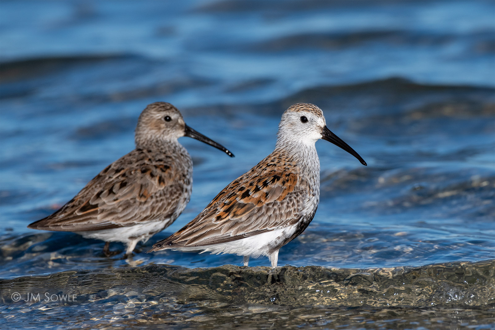 _JMS1783_1600.jpg - Western Sandpiper?