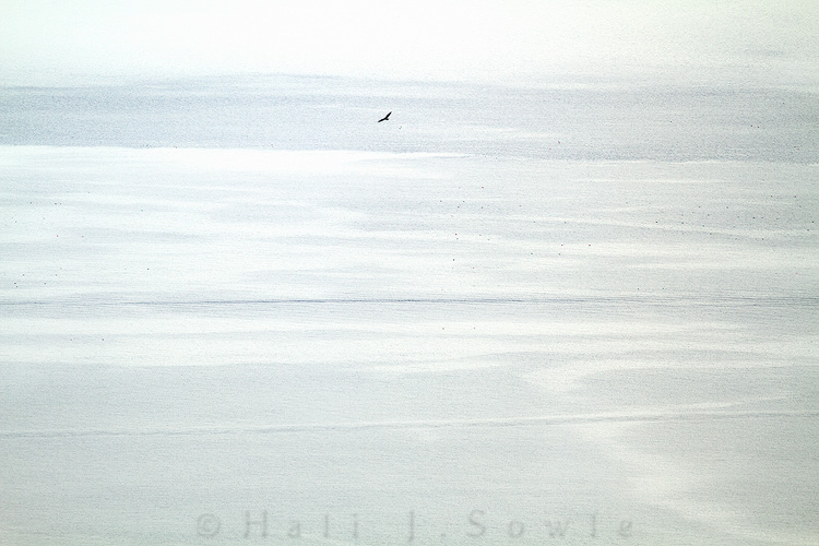 2011_09_19_AcadiaNP-10012-Edit750.jpg - A Broad Wing Hawk soaring over Penobscot bay from the top of Cadillac Mountain