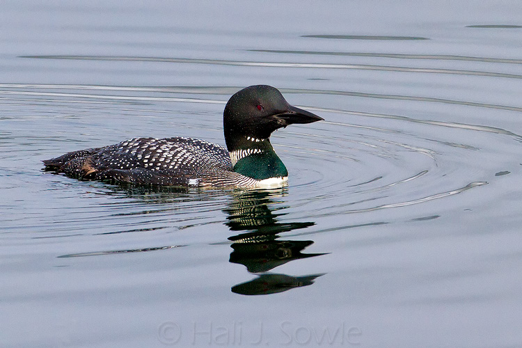 2011_09_23_AcadiaNP-10087-Edit750.jpg - Common Loon at Seal Harbor.