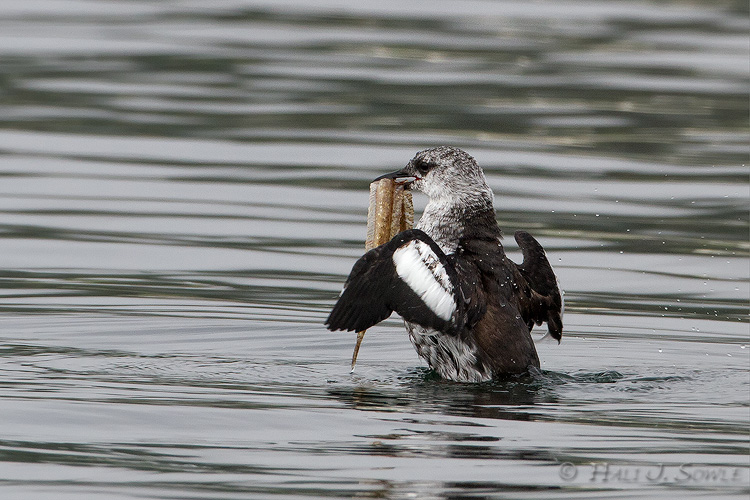 2011_09_23_AcadiaNP-10387-Editcrop750.jpg - Black Guillamont with lunch, Seal Harbor.