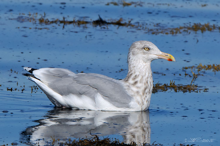 _MIK0081.jpg - Just a Herring Gull, but the light was so nice that I just couldn't resist!  This was shot while we were walking some nature trails off of Seawall Road (near Bass Harbor).