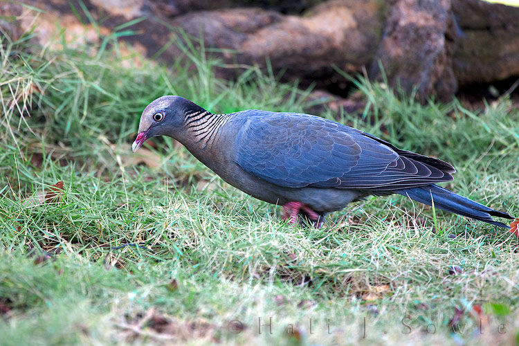 2011_01_18_BreezesGrande-10570-Edit750.jpg - At first I thought this was a Zenaida Dove but the colors and markings are all wrong.  I have no idea what this actually is, it might be just a Common Pigeon (Rock Dove)