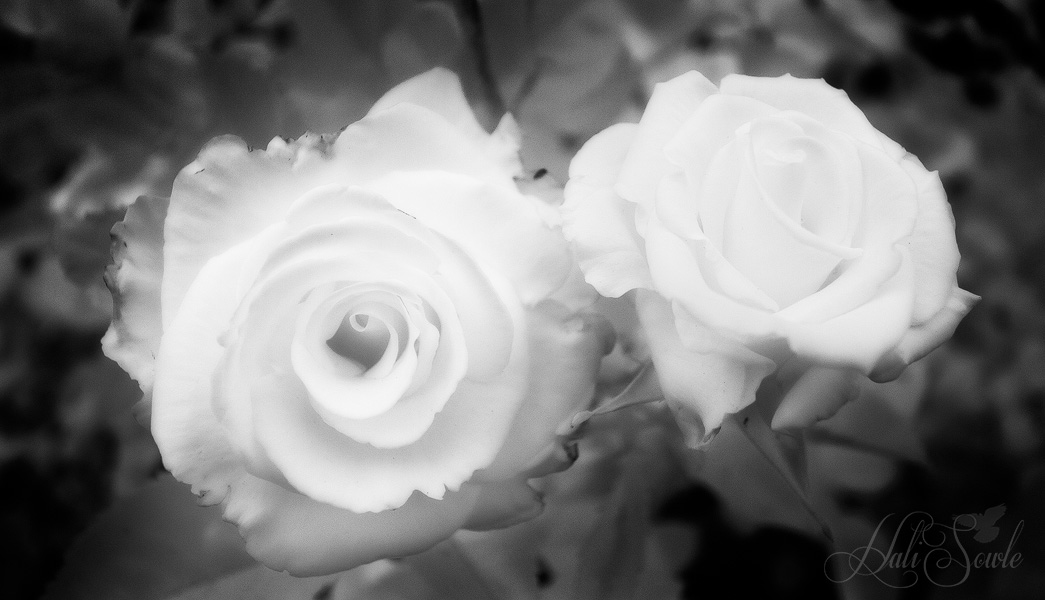 2015_05_California-10785-Edit1000.jpg - Roses in Infra Red.  Taken at the Rose Garden at Golden Gate Park