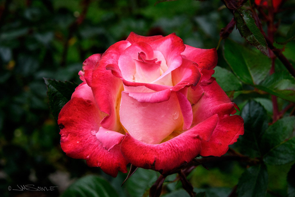 _JMS0367.jpg - There were many beautiful roses in the rose garden, with more colors than I have ever seen.