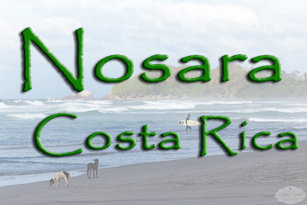 CostaRica2013_01.JPG - On a whim, we decided to take our first surf-specific trip.  We had heard that Nosara is a nice, quiet surf town in Costa Rica.  We looked into it a bit and made the decision to give it a try.  This was a very different kind of vacation for us -- on several levels.  This was not a photo trip, and this was not an all-inclusive resort trip.  We were a bit unsure of what we were getting ourselves into, but we were very happy with the way things turned out.  The town of Nosara has a small population of locals and a large population of surf and yoga tourists.  Almost every tourist we met was in town for one of those two things, and the local businesses all cater to those tourists.  This makes for a very interesting ambiance!  This town is pretty much out in the 'sticks'.  The roads in the area are all unpaved.  This means that it is muddy when it rains and dusty when it doesn't.  We timed our trip to fall just at the beginning of dry season, and wound up getting a bit of left-over rain.  Still, we only had one day that was a wash-out.  One thing that really struck us was the lack of litter anywhere.  The roadsides, the town, and the beach were all amazingly free of liter (considering the number of tourists that constantly visit the area).  We looked over a couple of resorts and hotels in the area and decided on the Harmony Hotel.  This hotel is a bit more upscale then some other surf-hotels in the area, and we were very pleased by the luxury of the accommodations.  Breakfast is the only meal included with the room price, but it is a very grand breakfast (not just toast and coffee).  The menu included a wide variety of eggs, pancakes, and fruit dishes -- all made really well.  The in-house restaurant also served lunch and dinner, with great choices there also.  We often went to the on-property juice bar for lunch.  Situated near the spa, the juice bar offered some wonderful and eclectic choices for sandwiches, smoothies, and snacks.  For dinner, we left the property twice to try other local restaurants and were very happy with those excursions.  The amazing Dolce Vita is a must for anyone that likes Italian food.  Outstanding!  There were several other places within walking distance for lunch choices, and we often enjoyed sandwiches at the local bagel shop.  We would occasionally see howler monkeys traveling by as we walked around.  Happily, these monkeys did not throw anything at us (at least that we noticed).  We really weren't sure about renting a car during our stay.  Our research indicated that accidents and mishaps are not uncommon, and the recommended insurance is fairly costly.  This being our first time to the area, we decided to not rent and arranged for transportation to and from the airport through Morpho Vans.  Transit rides can be booked directly through Harmony Hotel, but we didn't know that until we got there.  Part of our decision not to rent was based upon the fact that about half of the 3 hour drive from the airport is on dirt roads with... less than exceptional road signs.  More about the resort...  Our room was well appointed with a wonderful king-sized bed and AIR CONDITIONING.  Yay!!  The room also had a small fridge with items for purchase (as well as some snacks for purchase).  We would have enjoyed a little more storage space, but we made due just fine with what was there.  The room included indoor and outdoor showers, but we never used the indoor version.  The room does not have a TV, but it does have a phone and the room cost includes unlimited calls (I believe, but we did not put that to the test).  The room was kept incredibly clean, and we never spotted any critters in our room.  We've come to appreciate such things in our more... venerable years.  The hotel is truly set up well for surfing (although we have been told that it is also a very nice choice for yoga enthusiasts).  There is a local surf shop right next door.  For less than half of what it would cost you to bring your own surfboard down you can rent a 'premium' surfboard for an entire week.  Boogie boards were also available for rent.  If you don't like your choice of board, just bring it back and swap it for another.  Most of the people in the shop are super-nice, although there was one guy that kept shooting us evil looks every time he saw us (not good for business, dude).  Once you pick out a board, just bring it over to the first security station at the hotel and put it in the rack there.  There is a guard there 24/7.  Whenever you want to surf, just grab your stick and walk down the path to the beach.  At the beach is yet another security station where you can leave valuables while you hit the surf (the guard may not be there yet if you hit it early early -- like us).  The beach itself is a huge beach break.  No coral, no urchins, but skates and rays aplenty.  Shuffle your feet for safety!  Personally, I found the surf to always be close to my limit in size.  The locals all said the surf was running a bit small.  Zoiks!  The smallest session out there still had overhead sets coming through every now and again.  Mornings were always the best for clean waves and slightly offshore winds.  Weekends were more crowded than weekdays, but there was only one session when I thought it was a bit too crowded.  More than once I was practically alone out there.  We did take one excursion for the zip lines, and that was a great experience.  Sadly, it was raining a little that morning, so we did not bring a single camera with us.  Fortunately, some nice folks from the tour emailed us some of their photos to share with you.  A huge thanks to both Rebecca Gregory and Melanie Hogan for taking and sharing your pictures with us!  Also, the young people running the tour did a really great job of managing us tourists.  We would highly recommend this excursion to anyone in the area.  In closing, we want to give a shout-out to the Harmony Hotel staff.  Everyone was super-friendly and helpful every day.  Most of the staff spoke English extremely well (which was a big help for us).  Even the guys working the grounds were really nice.  One group of men cutting down coconuts (from impossibly-tall palm trees) called us over to sample the coconut milk straight the source.  That type of friendly attitude was shared by the entire staff.  The resort in itself is wonderful.  When coupled with such outstanding staff, it's easy to have a truly fantastic vacation!  For better or for worse, we took very few pictures during this trip.  Blame it on the time we spent in the surf!  We still managed to snap a few, and we have included them here for your viewing pleasure.  Happy trails!  Mike & Hali  LINKS: https://maps.google.com/maps?f=q&source=s_q&hl=en&geocode=&q=Playa+Guiones,+Guanacaste,+Costa+Rica&aq=0&oq=Playa,+Guanacaste,+Costa+Rica&sll=9.939896,-85.658941&sspn=0.035592,0.04519&vpsrc=6&t=h&ie=UTF8&hq=&hnear=Playa+Guiones,+Guanacaste,+Costa+Rica&ll=9.932752,-85.662374&spn=0.035593,0.04519&z=15&iwloc=A http://www.harmonynosara.com/ http://www.missskycanopytour.com/