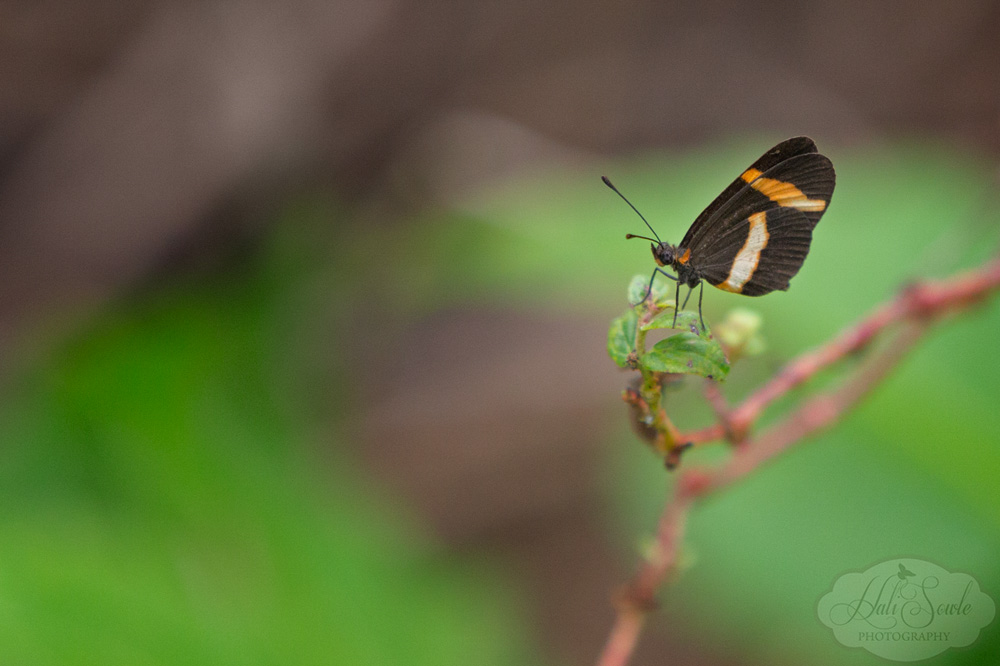 CostaRica2013_07a.jpg - Butterfly on the path to the beach.