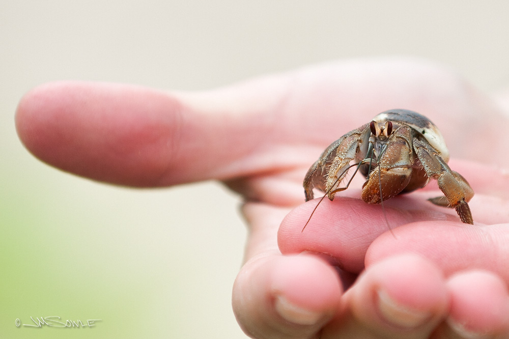 CostaRica2013_08.JPG - A small hermit crab that volunteered for a quick photo shoot on the beach.  He even signed a tiny little waiver.