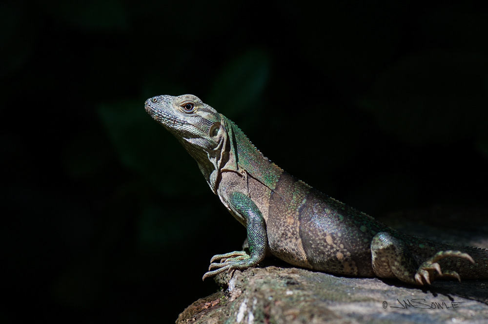 CostaRica2013_14.JPG - This iguana was enjoying a spot of sunshine on a tree stump when we happened by.  There were some huge iguanas around, but we couldn't get any shots of them.