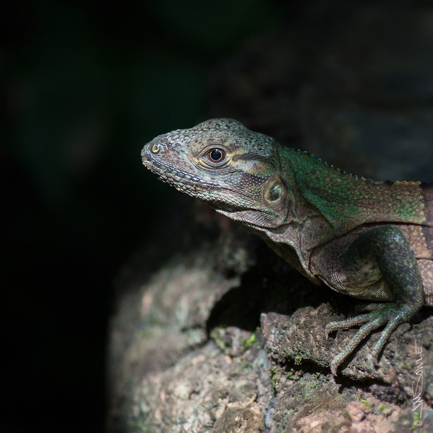 CostaRica2013_15.JPG - Iguana