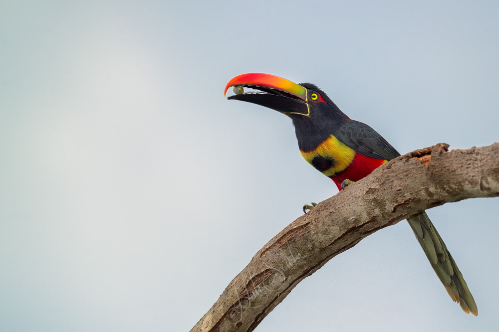 2014_11_20_CostaRica-10194-Edit1000.jpg - But even better was this Fiery Billed Aracarai.