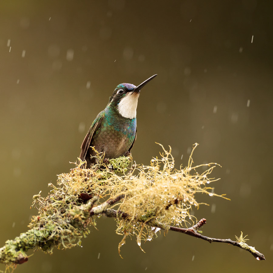 2014_11_20_CostaRica-10429-Edit1000.jpg - White Throated Mountain Gem Hummingbird in the rain at the Savegre Hotel.