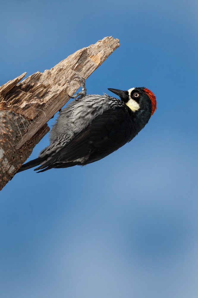 2014_11_21_CostaRica-10622-Edit1000.jpg - Acorn Woodpecker on a dead tree.