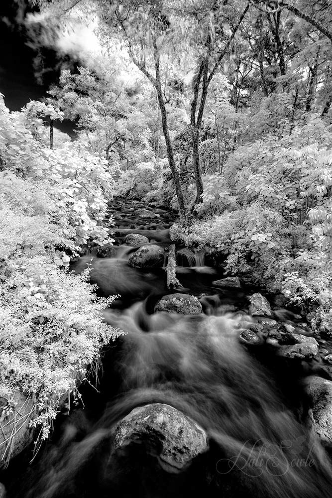 2014_11_22_CostaRica-10193-Edit1000.jpg - Savegre River, Infra Red.