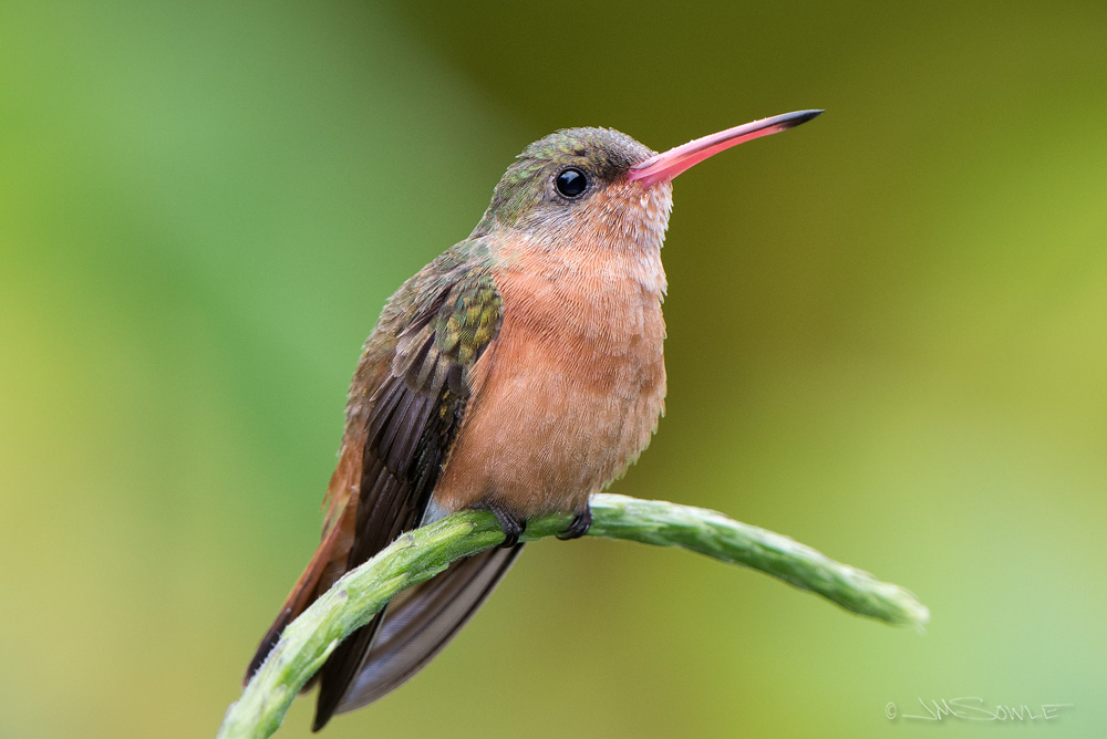 _JMS0324.jpg - A Cinnamon Hummingbird shot from the deck of Cerro Lodge.
