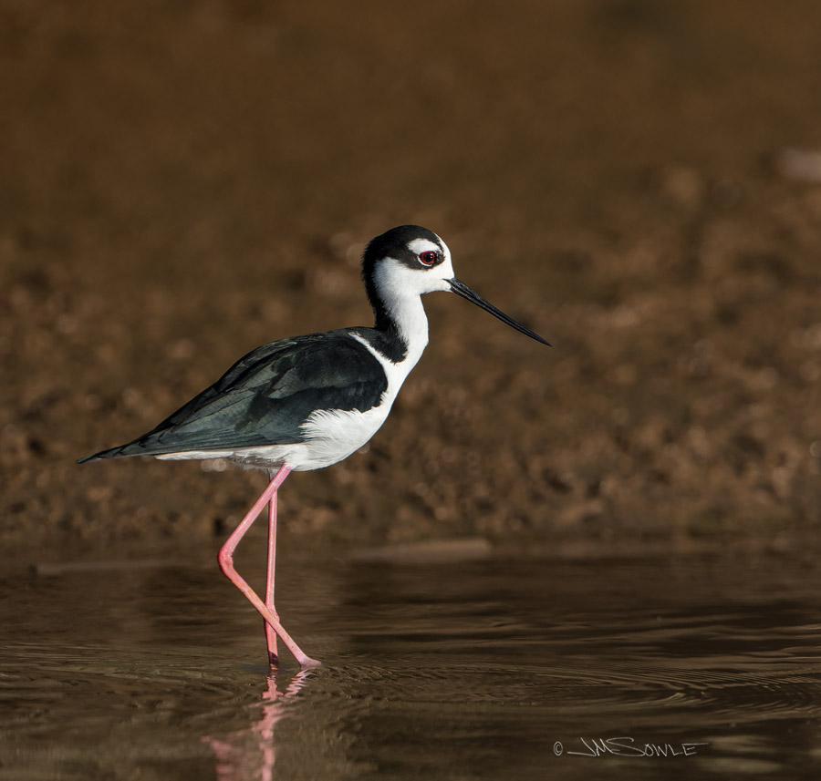 _JMS0685N.jpg - Black-necked Stilt