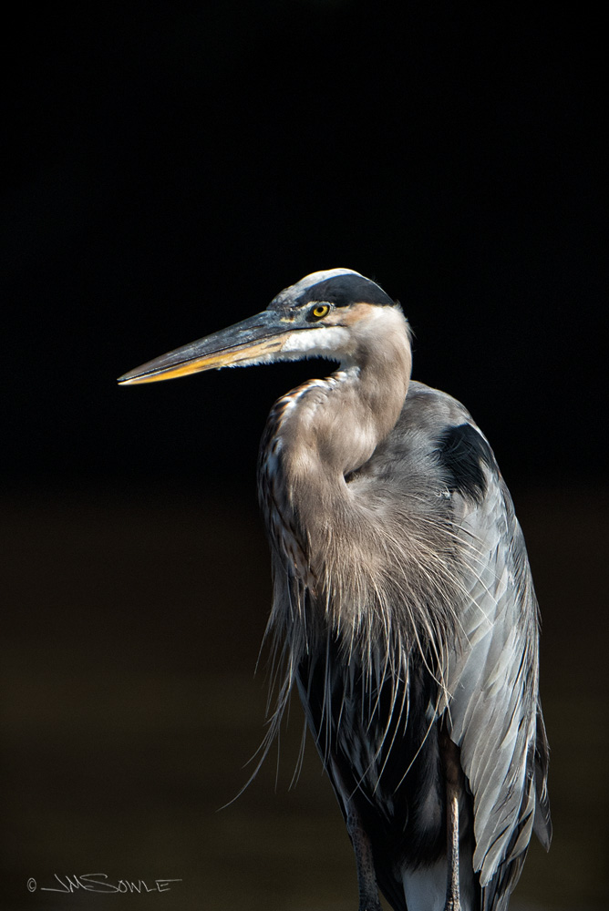_JMS1101.jpg - Great Blue Heron