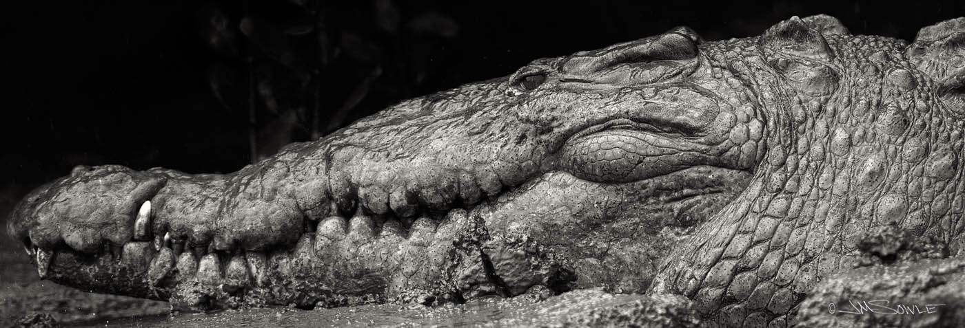 _JMS1805B.jpg - Up close, these are some scary looking critters!