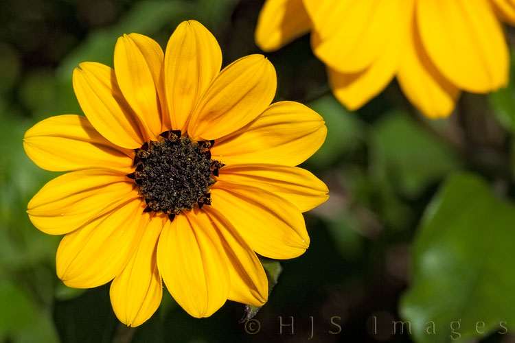 2010_03_30_Florida-10034-Web.jpg - Not the normal picture from Captiva Island but these beautiful yellow flowers were right next to the beach and I couldn't resist a shot.