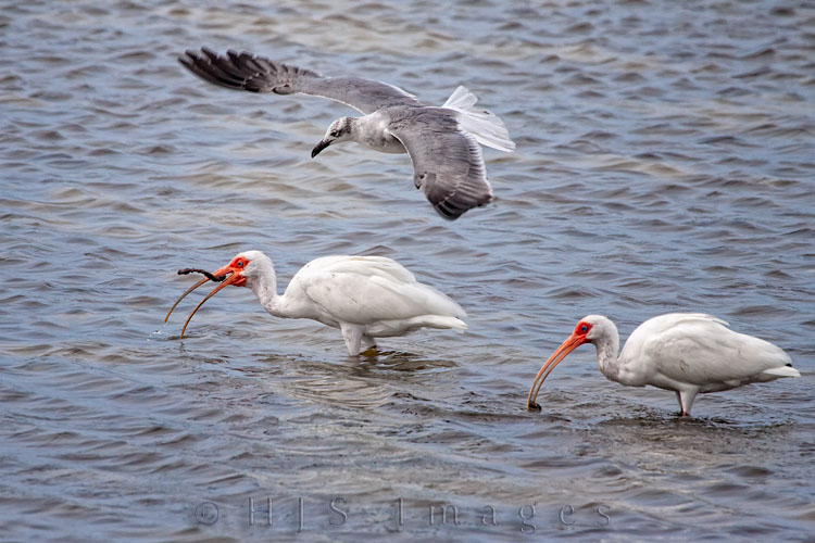 2010_03_8_Florida-10342-Web.jpg - This Ibis was enjoying it's mid-morning blood worm when an immature gull came down to try to take it away.  At one point the gull was standing on the Ibis's back trying to peck it's beak open before it gave up and flew off.