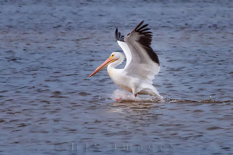 2010_03_8_Florida-10363-Web.jpg - American White Pelicans are among the largest of the birds, they can weigh up to 30 lbs and have wing spans of up to 9 feet.  The bill of this big bird can hold 3 gallons of water when they scoop fish.  They let their bill point downwards so the water runs out after scooping and then point it up to swallow the fish.