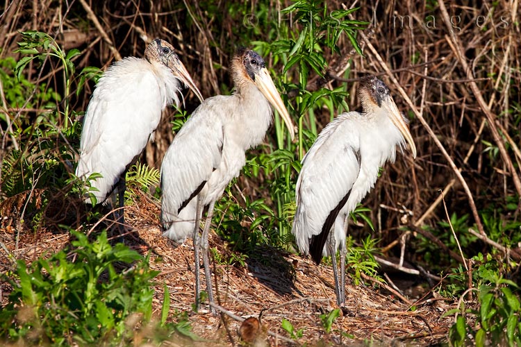 2010_04_01_Florida-10161-Web.jpg - A woodstork parent and two juveniles.  Woodstork juveniles have the "sooty" faces and pale bills compared to the "woody" look of the adult.