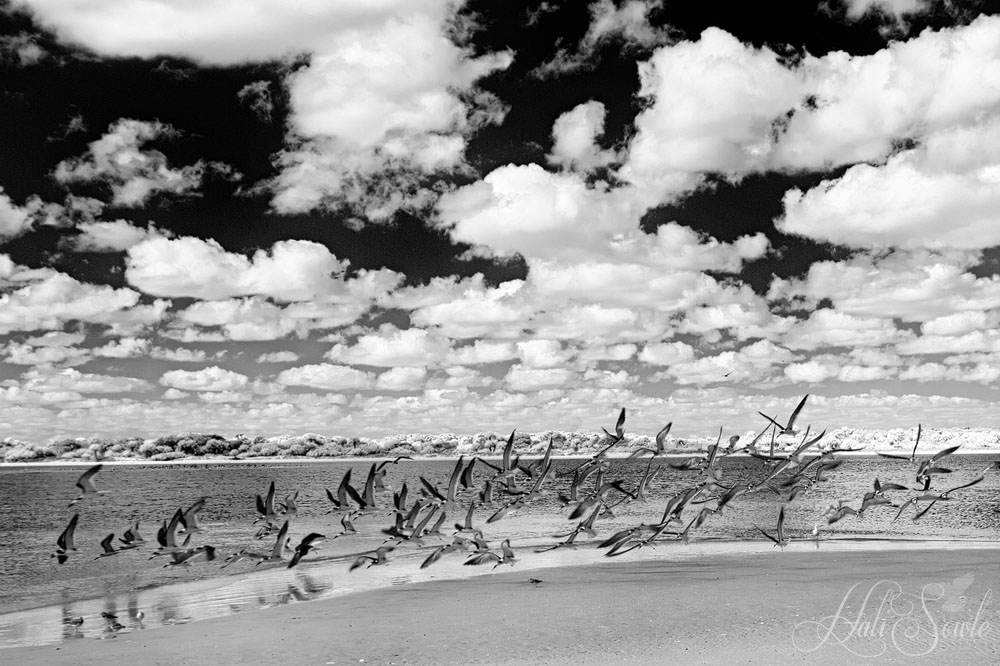 2015_02_Florida-10065-Edit1000.jpg - Skimmers doing a lift off at Matanzass Inlet, in infra red (IR)