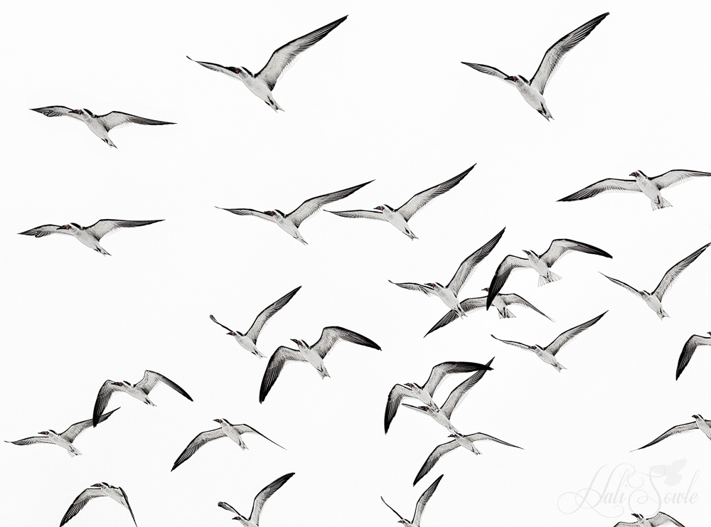 2015_02_Florida-10448-Edit1000.jpg - Skimmers in flight.