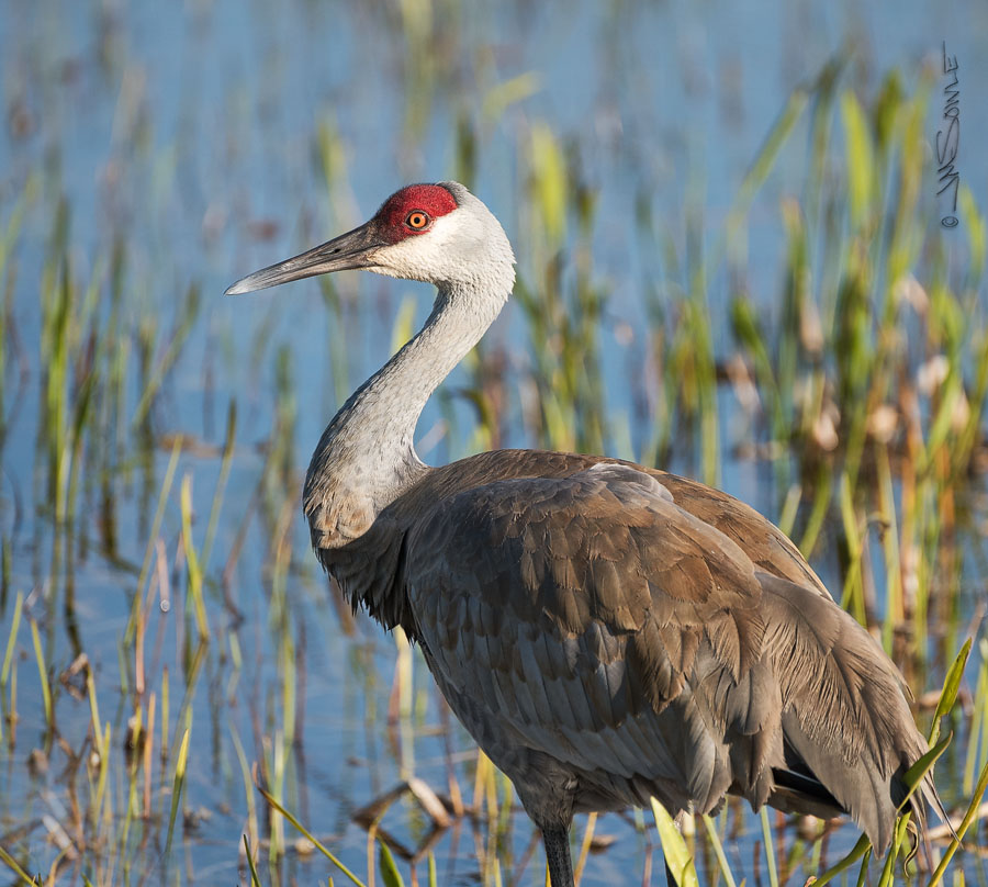 _JMS2057C.jpg - The Sandhill Crane is a big bird, reaching 4 feet in height.