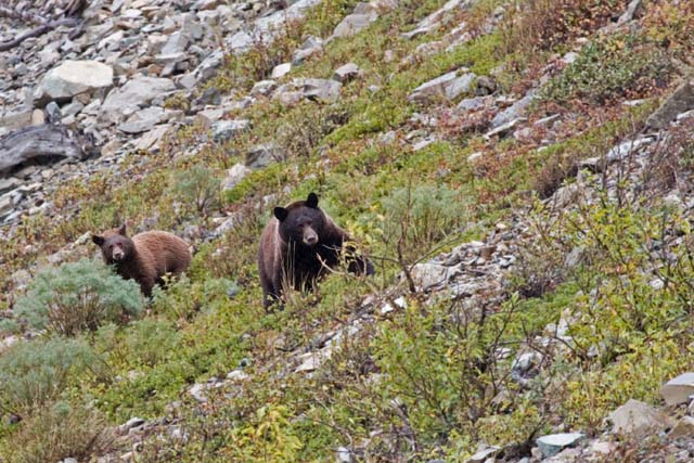 d02_2006_09_Glacier0451