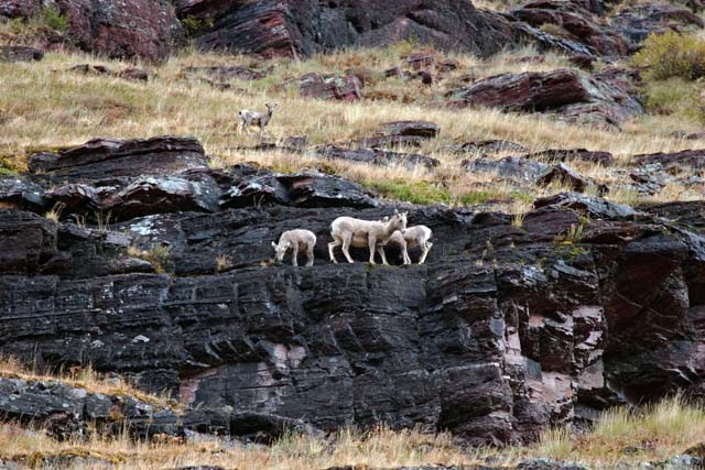 e10_2006_09_Glacier0791