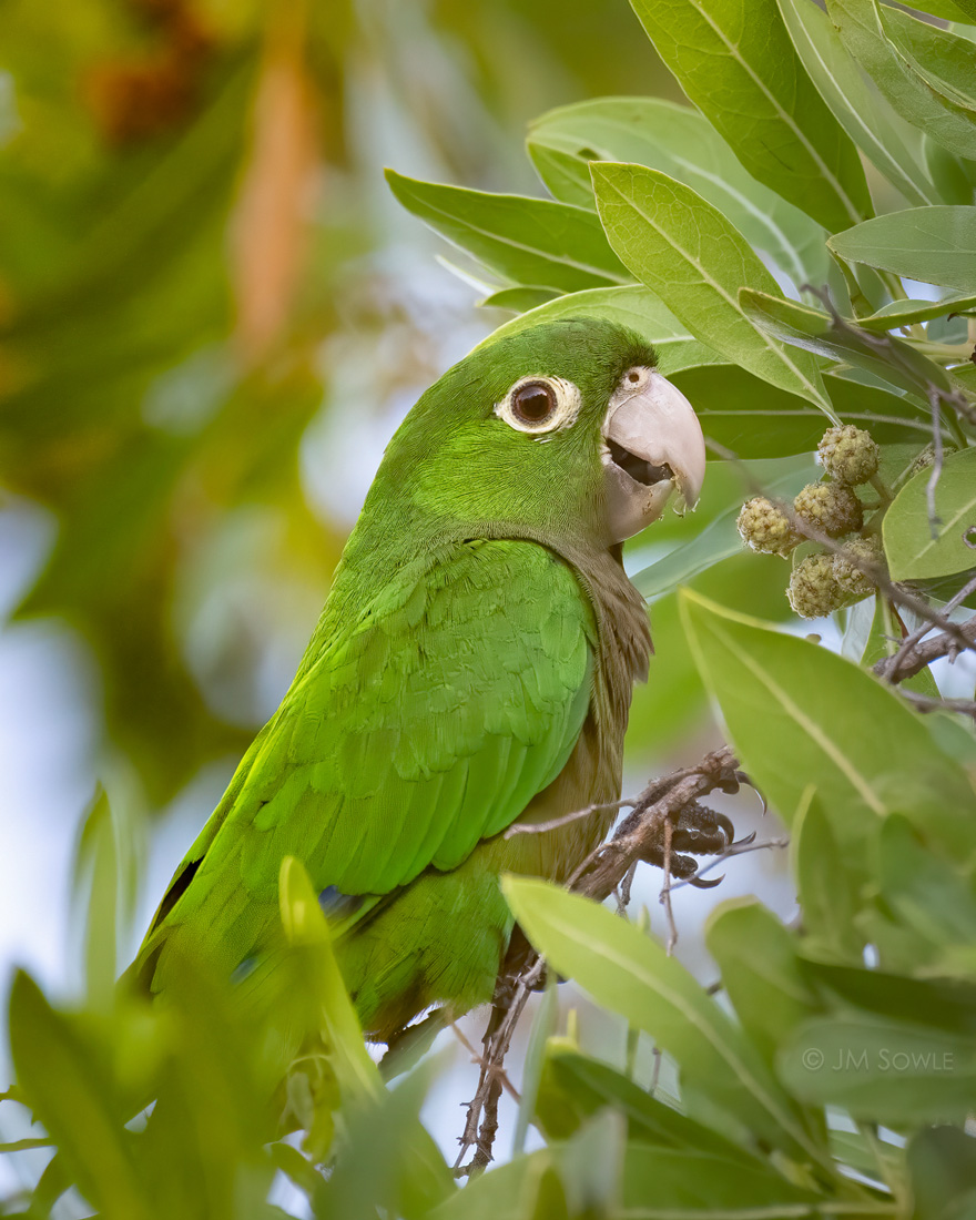 _MS080_1100.jpg - Early each morning (before sunrise) a dozen parrots would fly past our building down to the trees by the ocean.  One morning we decided to see if we could catch an image of them...