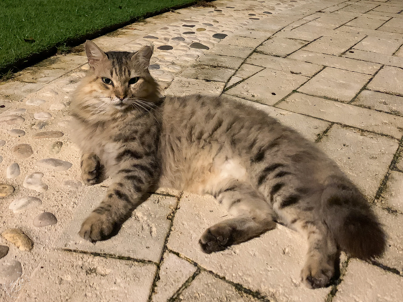 IMG_8298-Edit1600.jpg - Mr. Gorgeous.  Well, at least that was my name for this out of place maine coon cat in a Jamaican Resort.